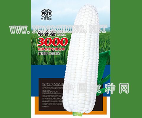 银香糯3000